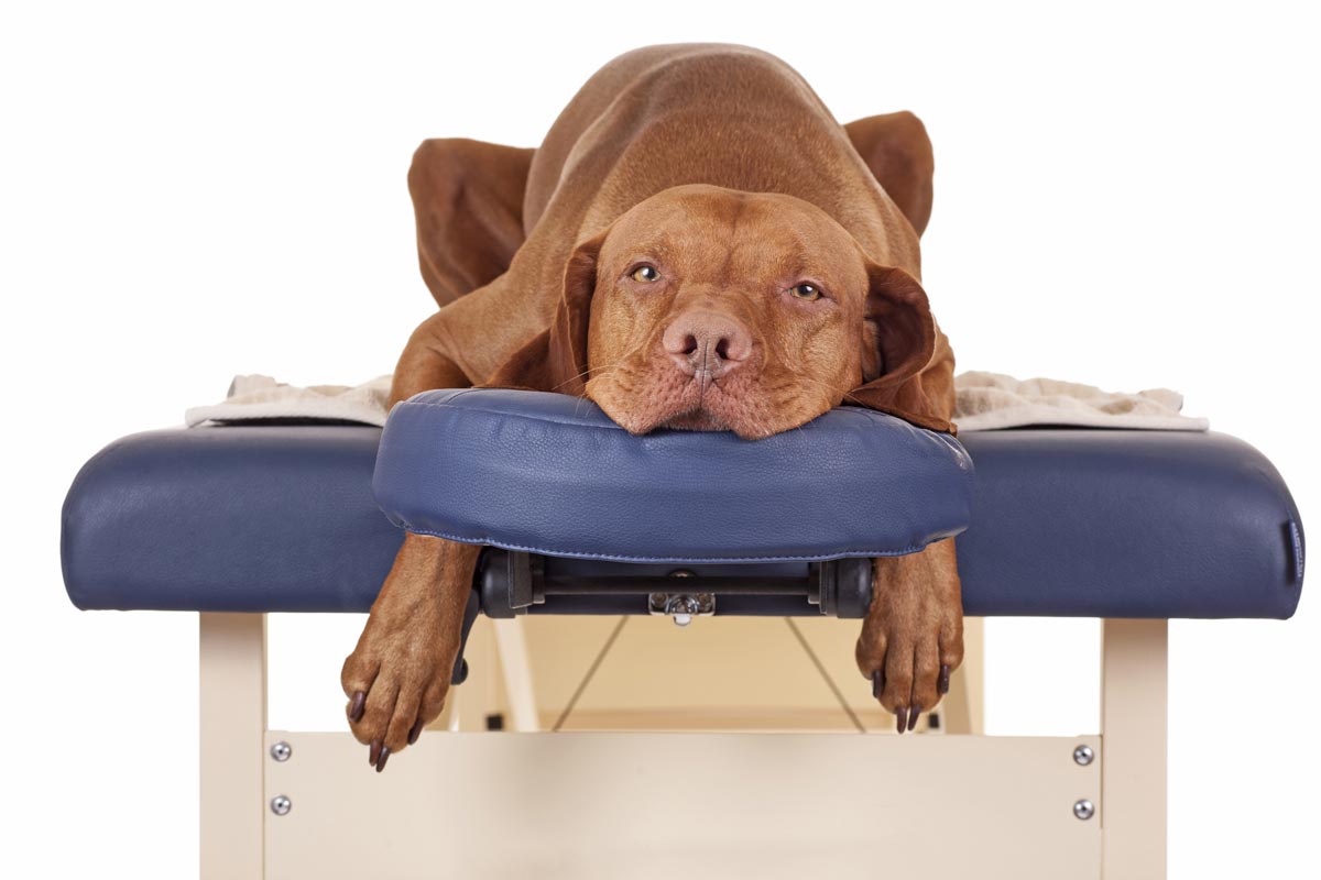 February Canine Massage Class: February 22, 2023